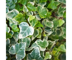 Kleinbladige Klimop - Hedera helix 'Glacier'