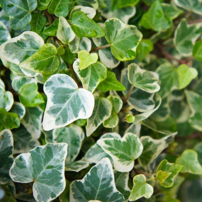 Kleinbladige Klimop - Hedera helix 'Glacier'