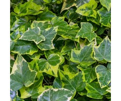 Kleinbladige Klimop - Hedera helix 'Goldchild'
