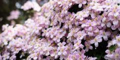 Clematis (Bosrank)