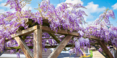 Blauwe regen (Wisteria)