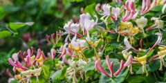 Kamperfoelie (Lonicera)