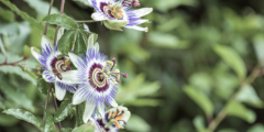 Passiebloem (Passiflora)