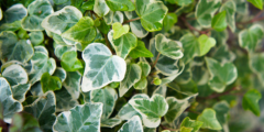Klimop (Hedera)