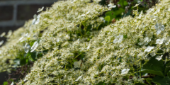 Klimhortensia