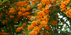 Vuurdoorn (Pyracantha)