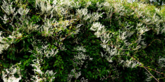 Bruidssluier (Fallopia)