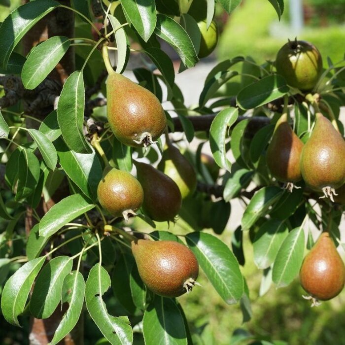 Perenboom - Pyrus communis 'Doyenné du Comice'