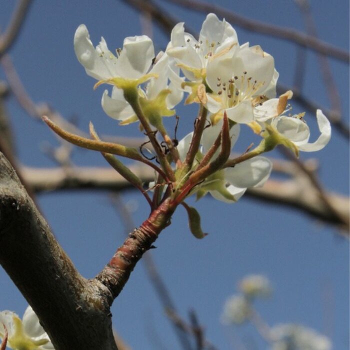 Perenboom - Pyrus communis 'Doyenné du Comice'