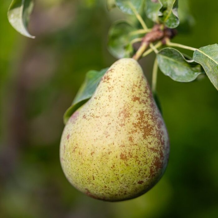 Perenboom - Pyrus communis 'Concorde'