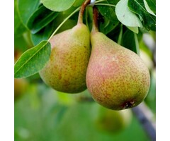 Perenboom - Pyrus communis 'Clapp's Favourite'