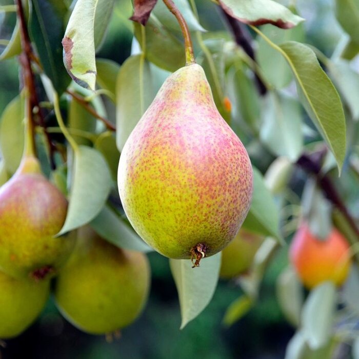 Perenboom - Pyrus communis 'Bonne Louise d'Avranches'