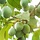 Pruimenboom - Prunus domestica 'Reine Claude Verte'