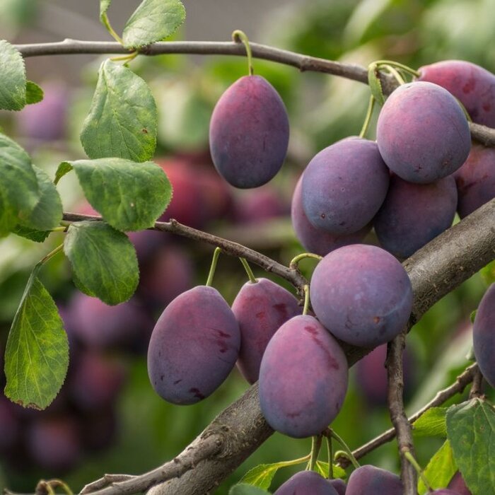 Pruimenboom - Prunus domestica 'Reine Claude d'Althan'