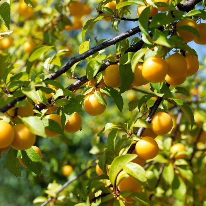 Pruimenboom - Prunus domestica 'Mirabelle de Nancy'