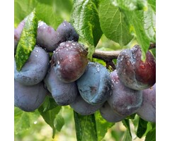 Pruimenboom - Prunus domestica 'Jubileum'