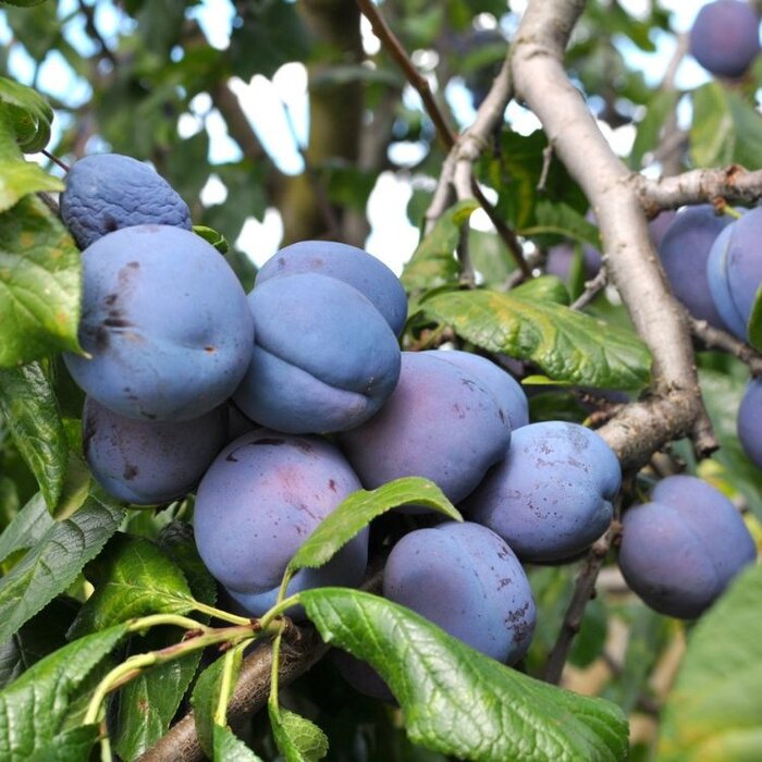 Pruimenboom - Prunus domestica 'Hauszwetsche'
