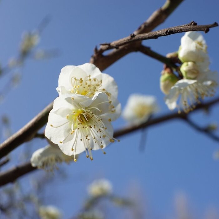 Pruimenboom - Prunus domestica 'Hauszwetsche'