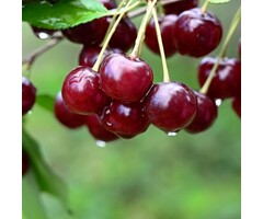 Kersenboom - Prunus 'Rheinische Schattenmorelle'