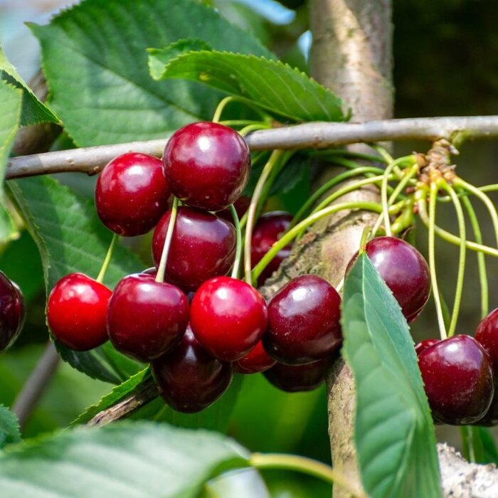 Kersenboom - Prunus avium 'Schneider's Späte Knorpelkirsche'