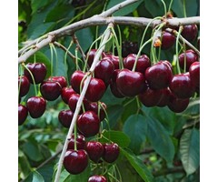 Kersenboom - Prunus avium 'Regina'