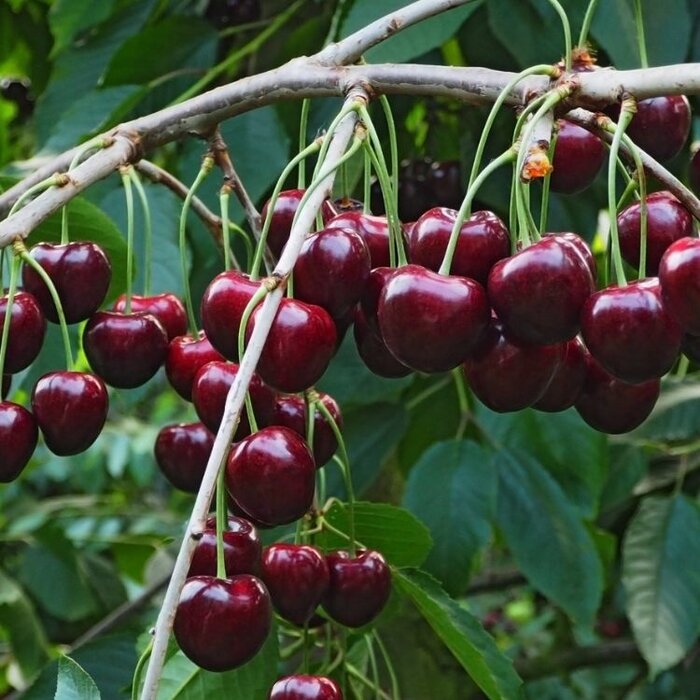 Kersenboom - Prunus avium 'Regina'