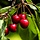 Kersenboom - Prunus avium 'Hedelfinger Riesenkirsche'