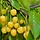 Kersenboom - Prunus avium 'Dönissens Gelbe Knorpelkirsche'