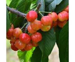 Kersenboom - Prunus avium 'Büttners Rote Knorpelkirsche'