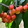 Kersenboom - Prunus avium 'Büttners Rote Knorpelkirsche'