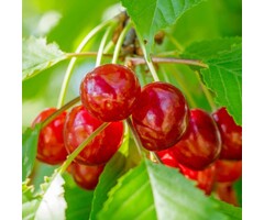 Kersenboom - Prunus avium 'Bigarreau Napoléon'