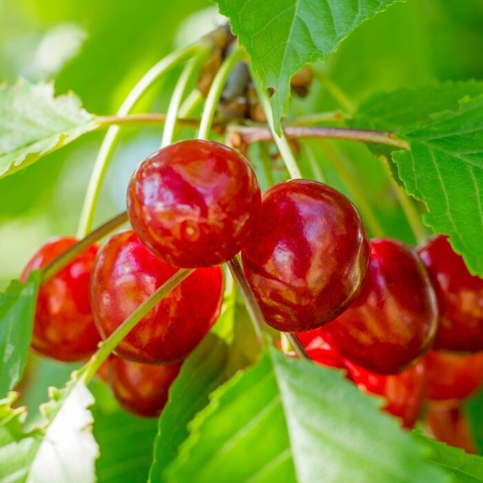 Kersenboom - Prunus avium 'Bigarreau Napoléon'