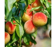 Nectarineboom - Prunus persica 'Flavortop'