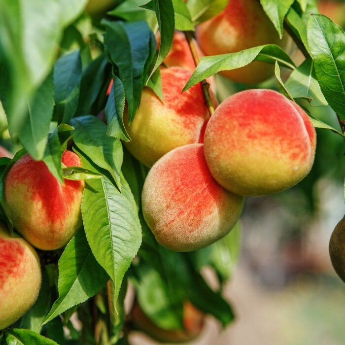 Nectarineboom - Prunus persica 'Flavortop'