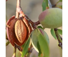 Amandelboom  - Prunus dulcis