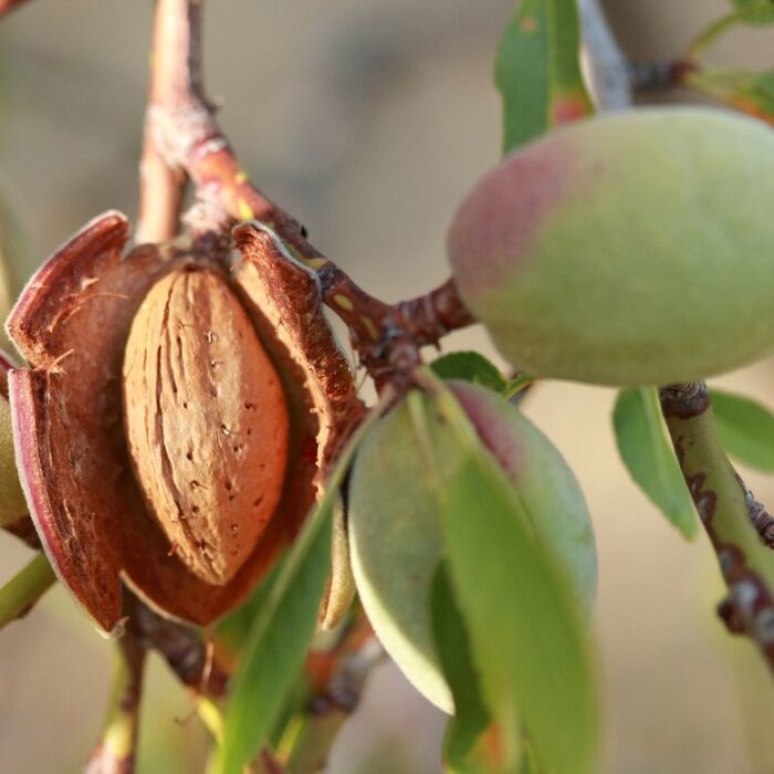 Amandelboom  - Prunus dulcis