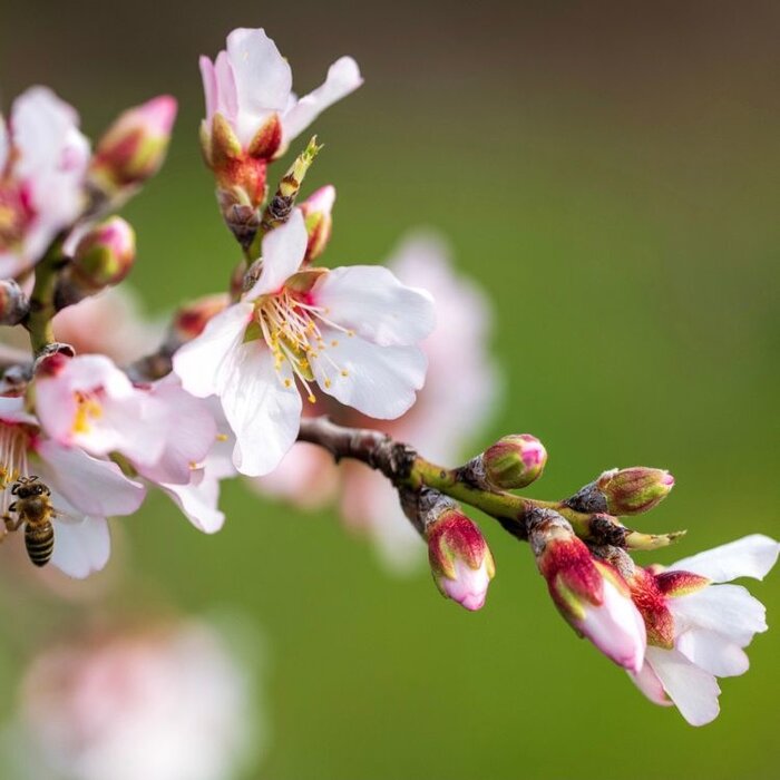 Amandelboom  - Prunus dulcis