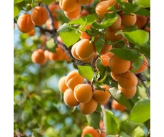 Abrikozenboom - Prunus armeniaca 'Bergeron'
