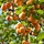 Abrikozenboom - Prunus armeniaca