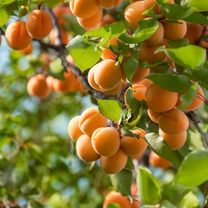 Abrikoosboom - Prunus armeniaca 'Bergeron'