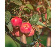 Appelboom - Malus domestica 'Summerred'