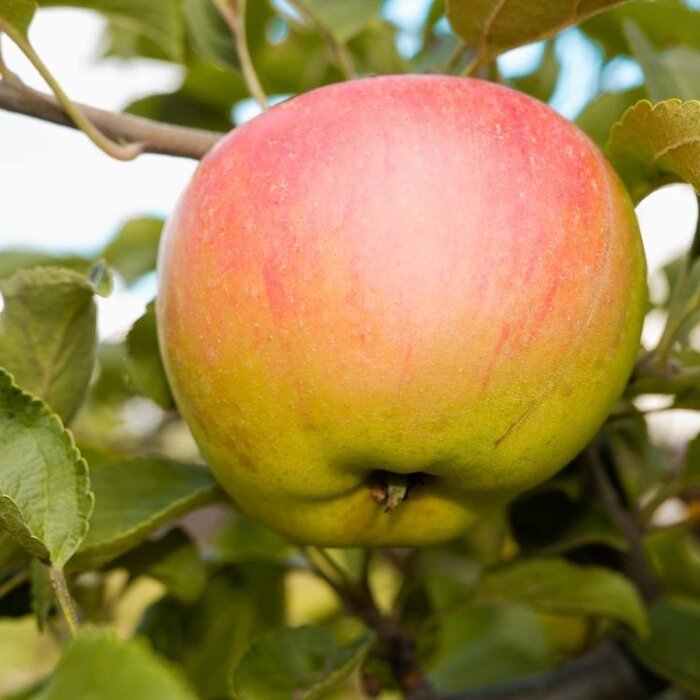 Appelboom - Malus domestica 'Notarisappel'