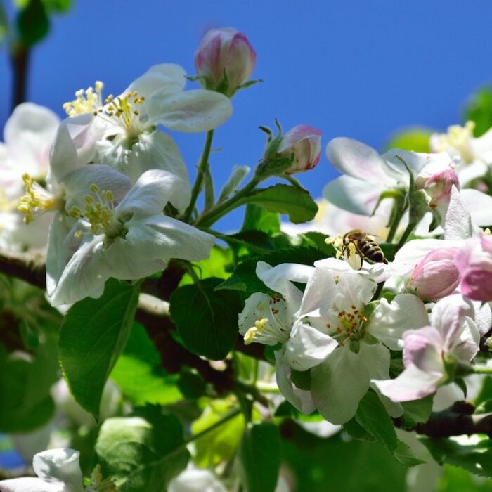 Appelboom - Malus domestica 'Jonagold'