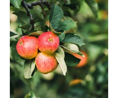 Appelboom - Malus domestica 'James Grieve'