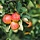 Appelboom - Malus domestica 'James Grieve'