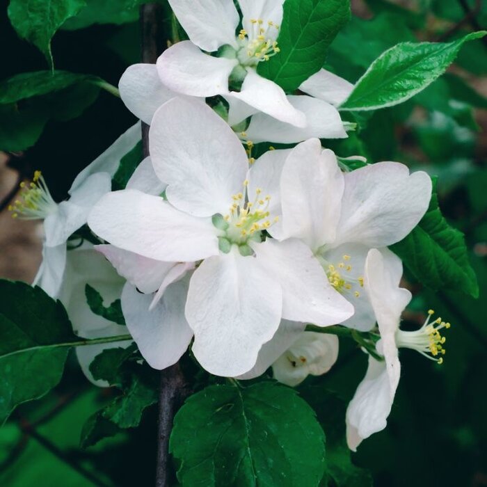 Appelboom - Malus domestica 'Santana'