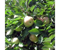 Appelboom - Malus domestica 'Gravensteiner'