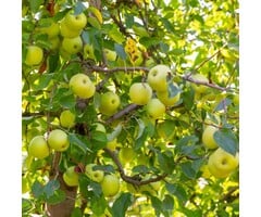 Appelboom - Malus domestica 'Golden Delicious'