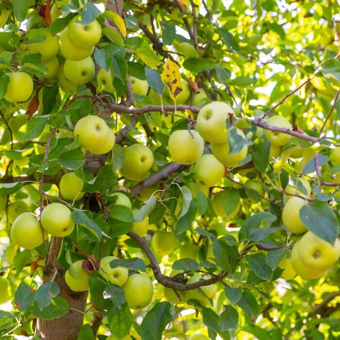 Appelboom - Malus domestica 'Golden Delicious'