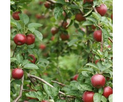 Appelboom - Malus domestica 'Gloster'